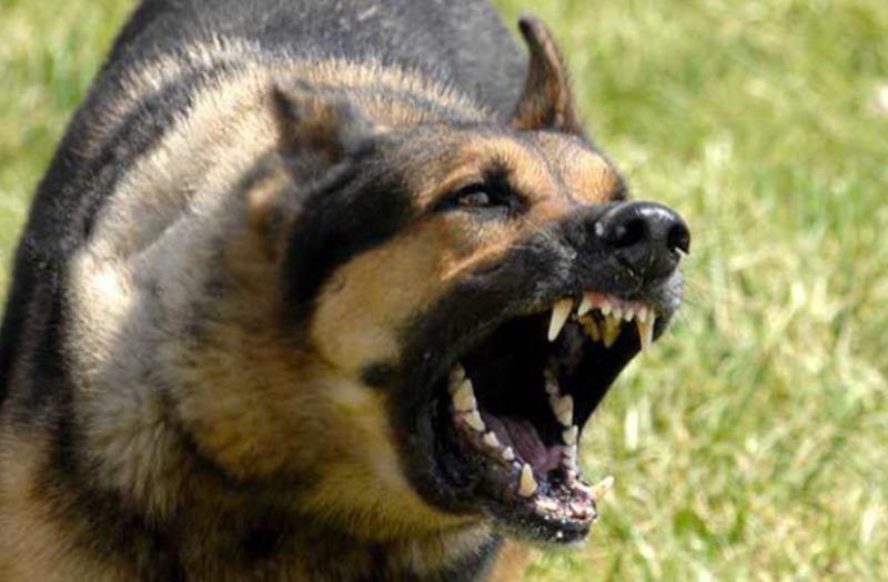 Chi risponde dei danni procurati da animali randagi? Chi risponde dei danni procurati da animali randagi?
